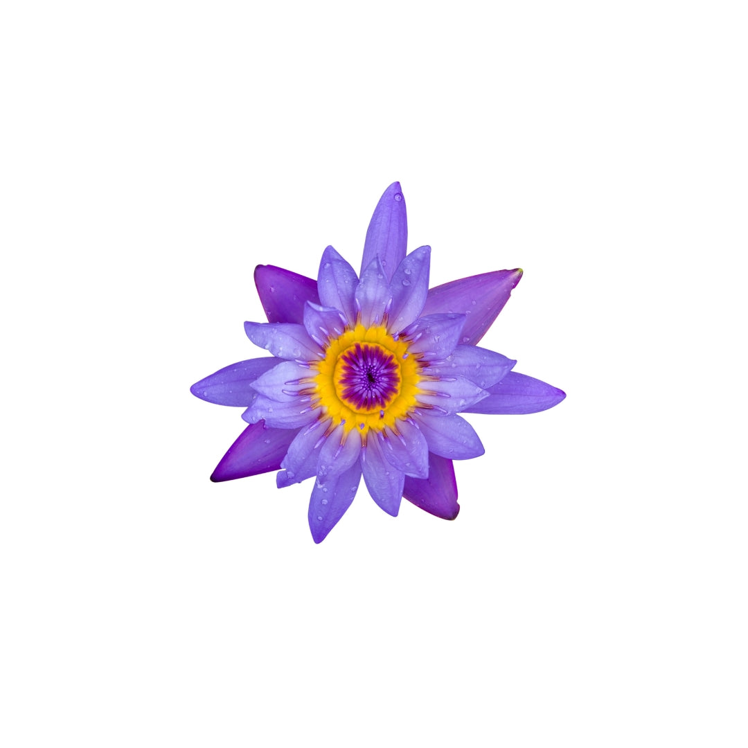 Blue Lotus