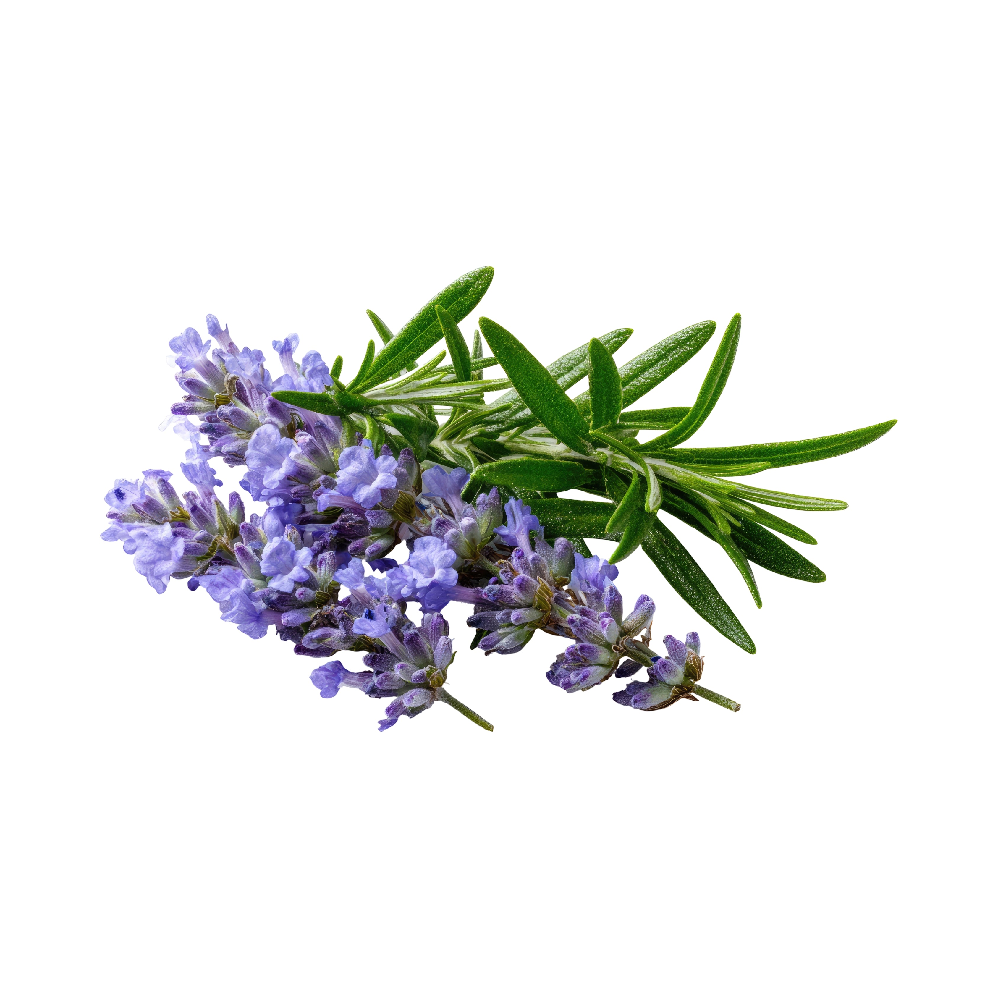RosemaryOil