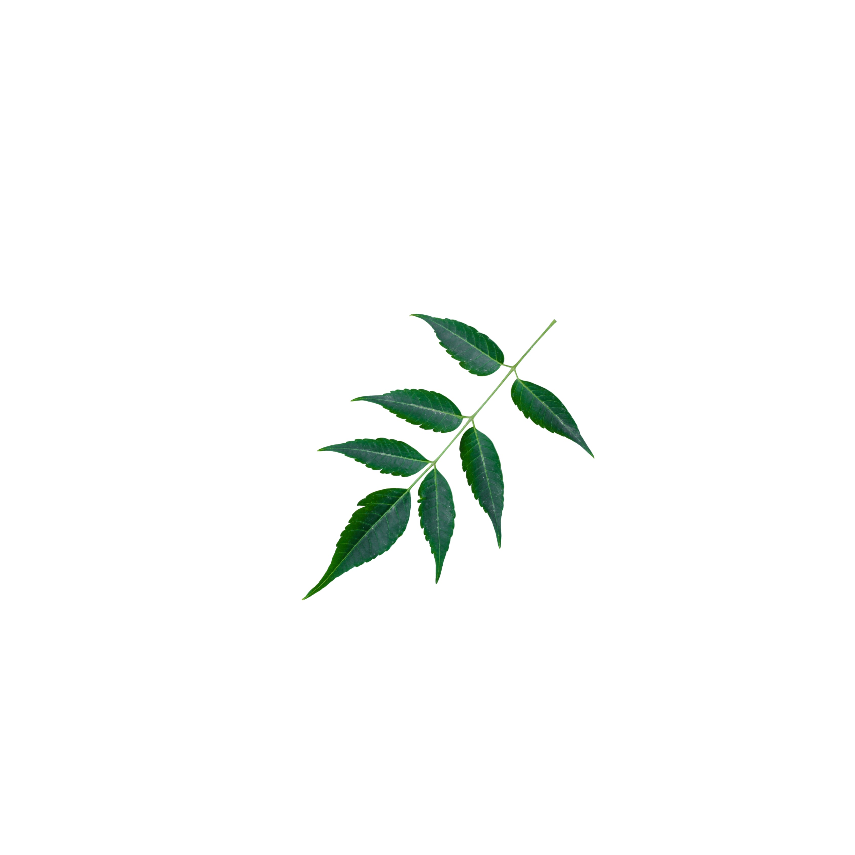 Neem